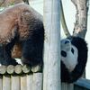 Pandas Reportedly Too Expensive For NYC Zoos To Deal With